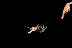 Paraverrucosa neglecta