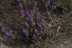 Calytrix violacea