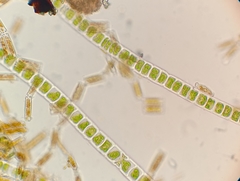 Ulothrix