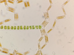 Ulothrix