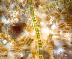Ulothrix