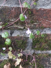 Cymbalaria muralis