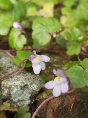 Cymbalaria muralis