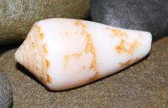 Conus natalis