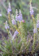 Veronica pinnata