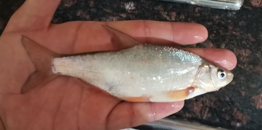 Tigris bream (Acanthobrama marmid) — Cyprinidae