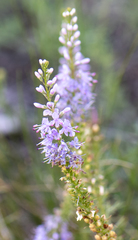 Veronica pinnata