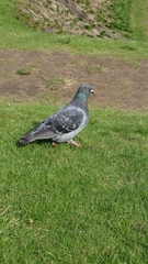 Columba livia domestica