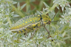 Julodis variolaris