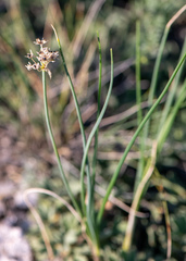 Allium anisopodium