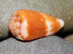 Conus tinianus