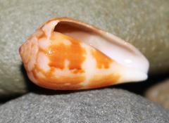 Conus tinianus