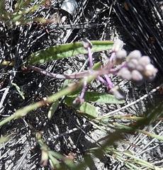 Ledebouria macowanii