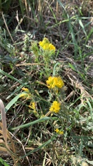 Medicago falcata