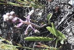 Ledebouria macowanii