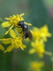 Lasioglossum coeruleum