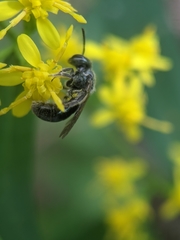 Lasioglossum coeruleum
