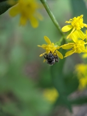 Lasioglossum coeruleum