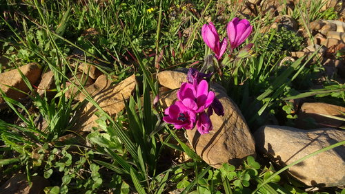 Babiana villosa