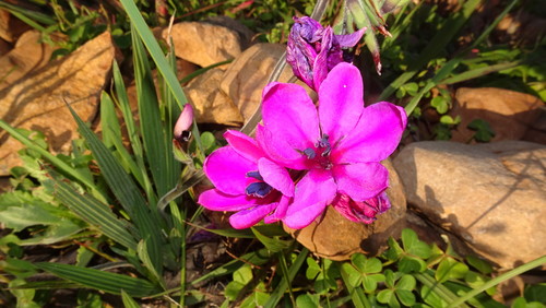 Babiana villosa