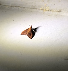 Udea daiclesalis