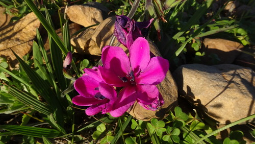 Babiana villosa