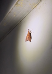 Udea daiclesalis