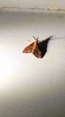 Udea daiclesalis