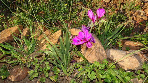 Babiana villosa