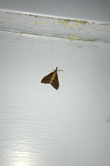 Udea daiclesalis