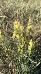 Linaria vulgaris