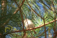 Vireo gilvus