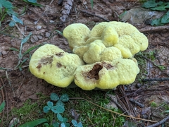 Phaeolus schweinitzii