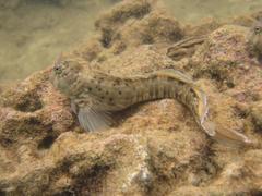 Istiblennius dussumieri