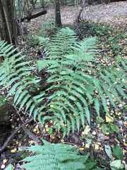 Dryopteris filix-mas