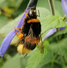 Bombus