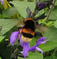 Bombus