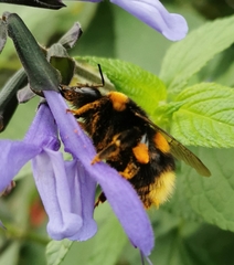 Bombus