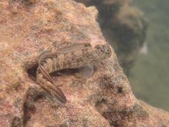 Istiblennius dussumieri