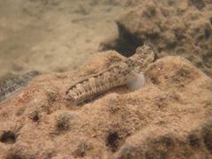 Istiblennius dussumieri
