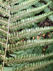 Dryopteris filix-mas