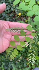 Robinia pseudoacacia