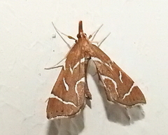 Panotima angularis