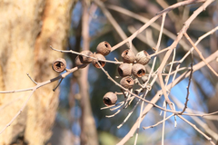 Eucalyptus todtiana