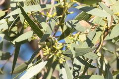 Eucalyptus todtiana