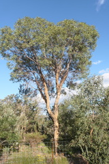 Eucalyptus todtiana