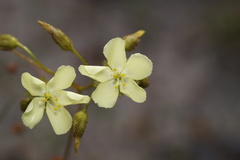 Drosera subhirtella