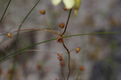 Drosera subhirtella