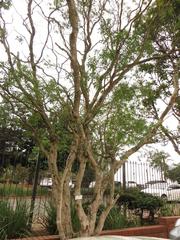 Heteropyxis natalensis