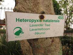 Heteropyxis natalensis